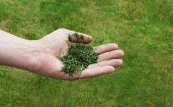 EINHELL - GC-PM 51/3 S HW Tondeuse Thermique Tractéee 51 Cm 170 Cc 2,7kW 1800m2 -Magasin D'Outils Pour La Maison De Qualité 71N1VfRCNWL. AC SL1500